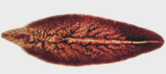 Slănină
